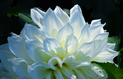 花 言葉 ダリア 白い 白い花の美しい花言葉一覧！恋愛や感謝を意味する贈り物にも最適な花をご紹介